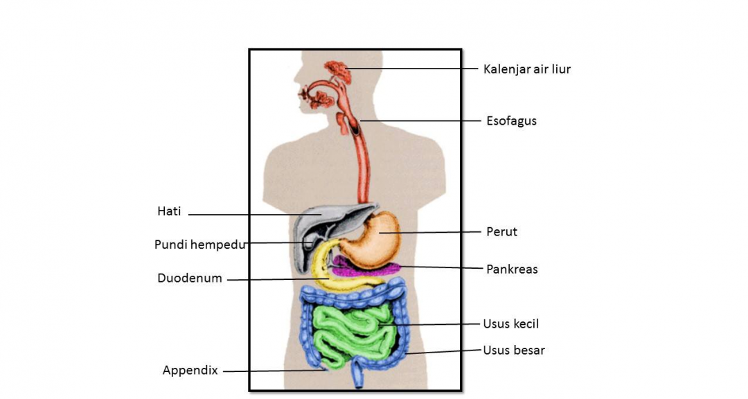 MUNTAH DARAH : Adakah ia disebabkan oleh SANTAU ?? - Root ...