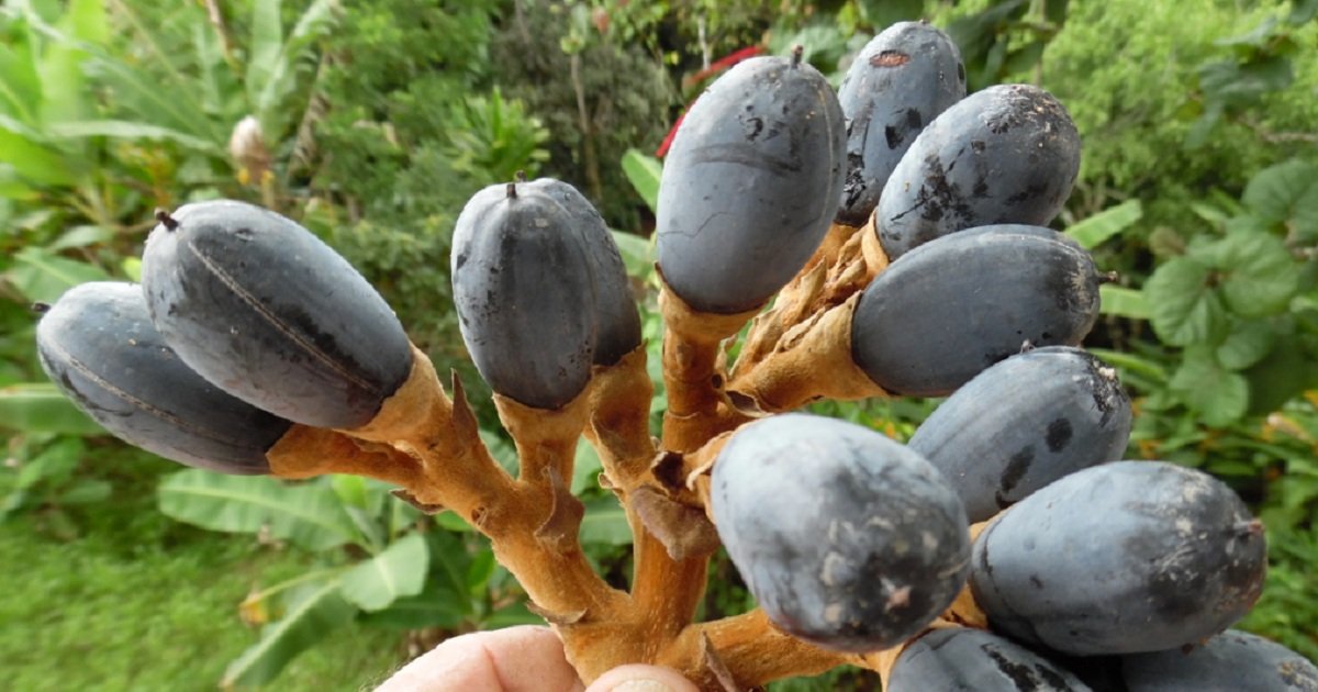 Buah Dabai atau ‘Sibu Olive’ : Manfaat dan khasiat nya. - Root of Science