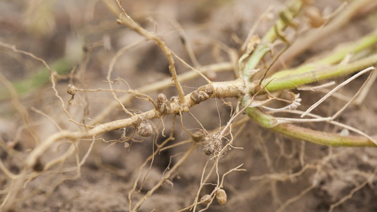 Akar tanah tumbuhan legum yang meningkatkan nitrogen dalam tanah