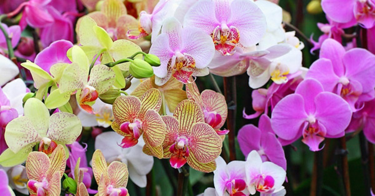 cara tanam pokok bunga orkid