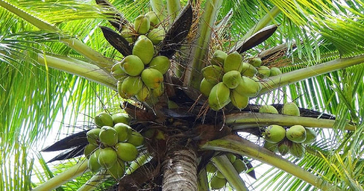 cara tanam pokok kelapa