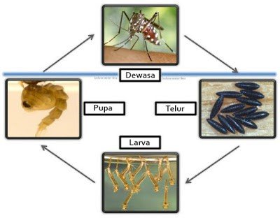 Kitaran Hidup Nyamuk Aedes Astro Awani