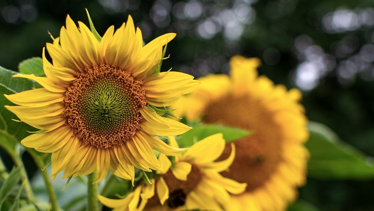 Cara Tanam Bunga Matahari yang Mudah dan Betul - Root of Science