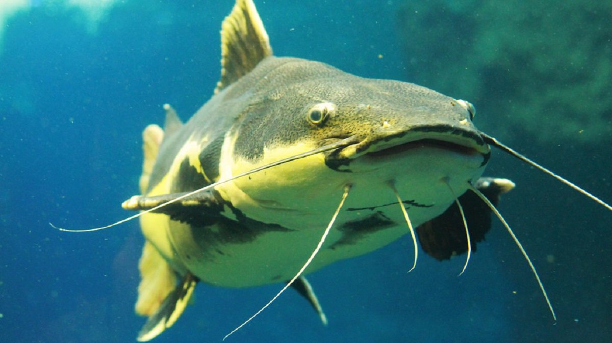 10 Khasiat Ikan Keli Yang Anda Perlu Tahu - Root of Science