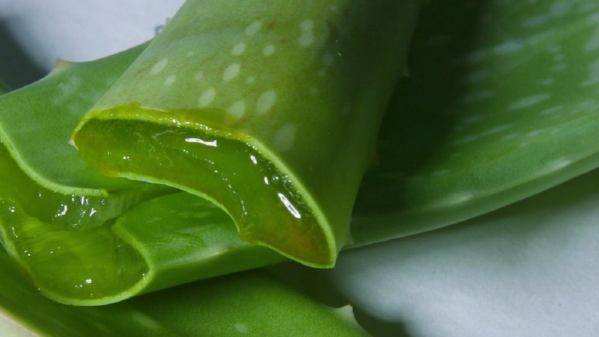 10 Khasiat Lidah Buaya  Yang Anda Perlu Tahu Root of Science