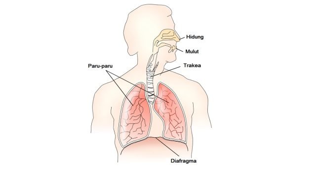 Sistem Respirasi Manusia Panduan Lengkap Root Of Science 3320